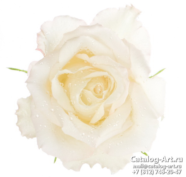 Натяжные потолки с фотопечатью - Белые розы 26